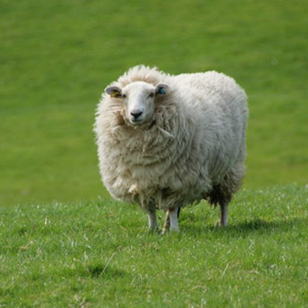 Sheep Feeds